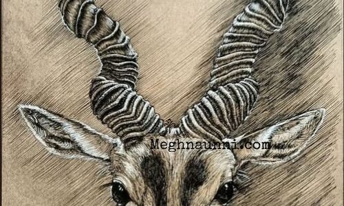 Blackbuck Pen Drawing Work on toned sheet